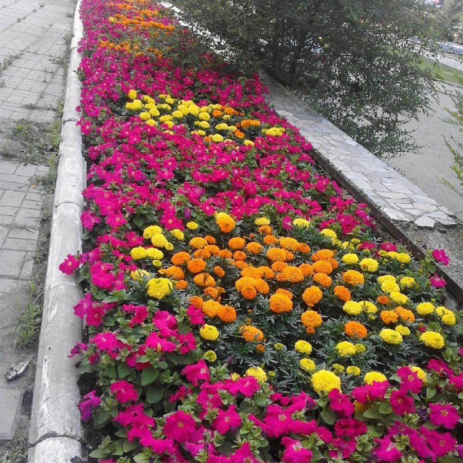 Миксбордер с сиренью