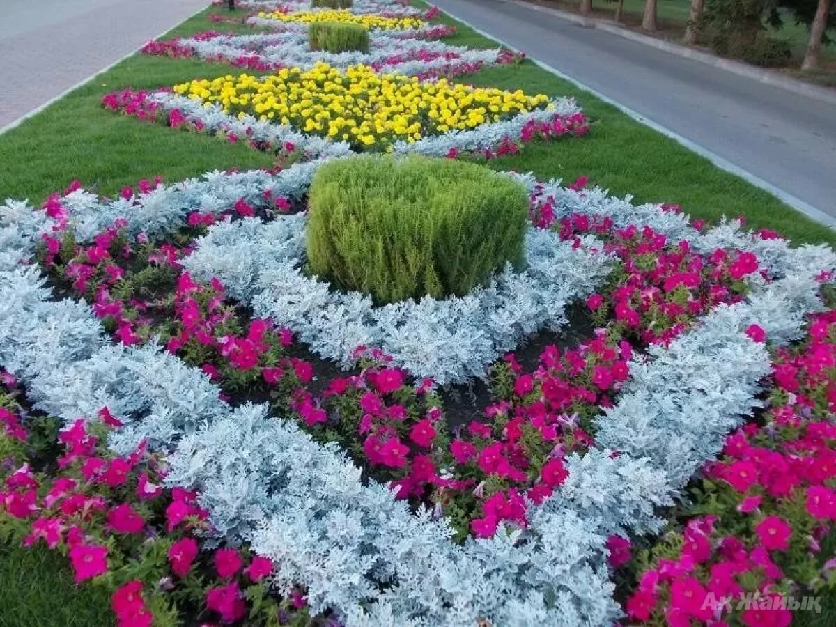 Роза Нозоми Живая изгородь