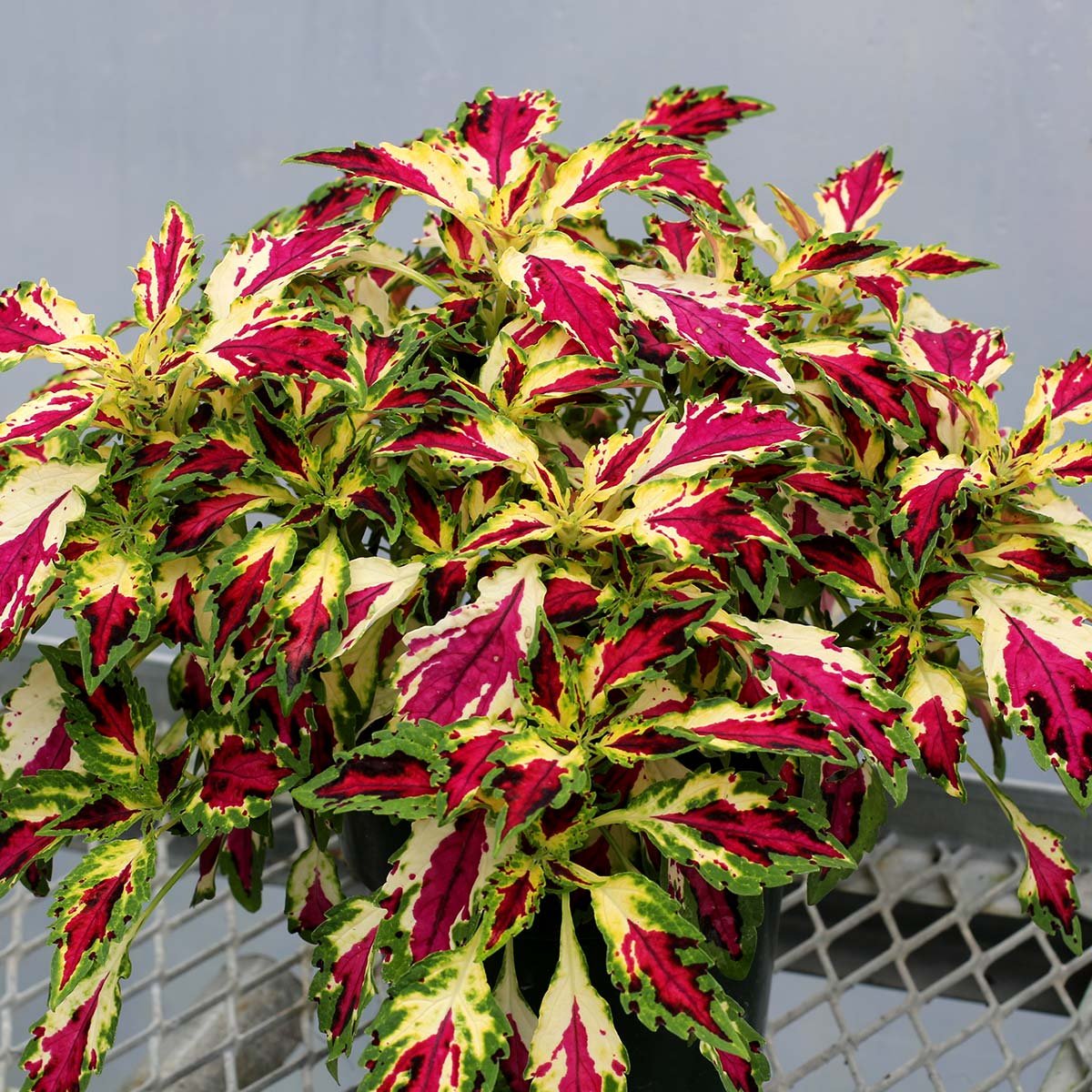 Колеус Solenostemon Jitters