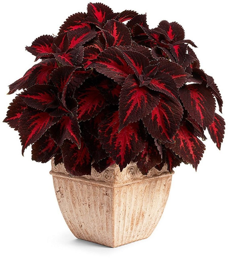 Колеус Red Croton