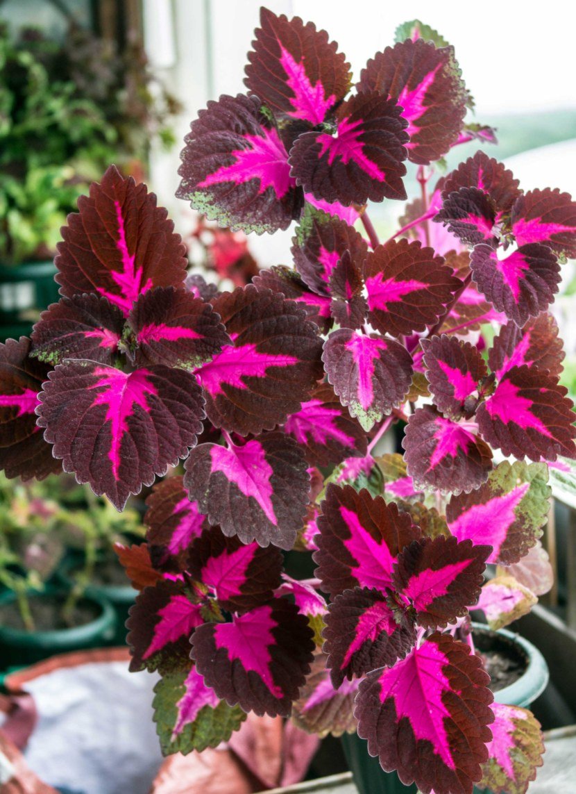 Колеус Coleus Juliet Quartermain