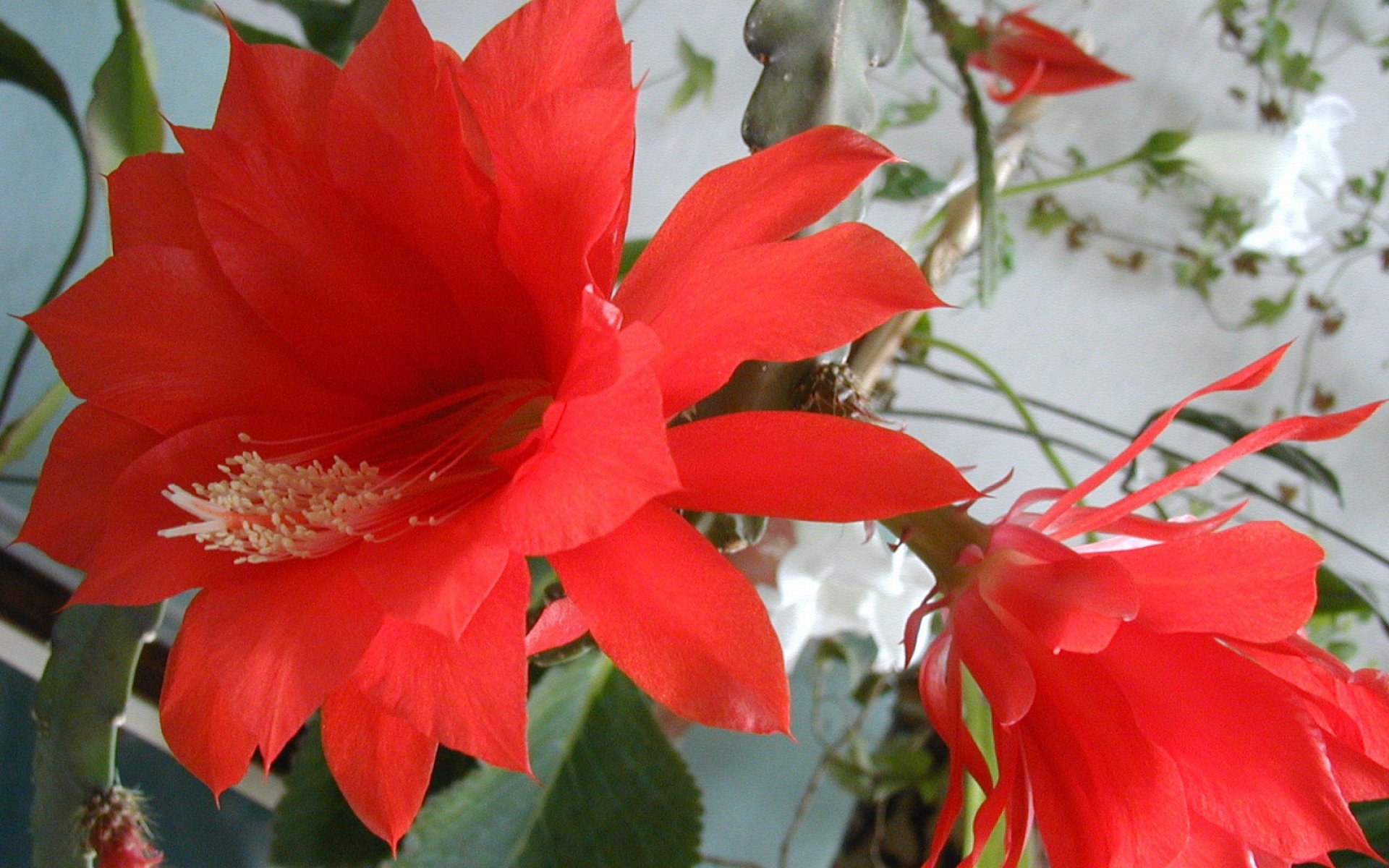 Красное комнатное растение фото. Красный комнатный цветок. Комнатный цветок с красными цветами. Комнатный цветок с красным цветком. Комнатный цветок с красными граммофонами.