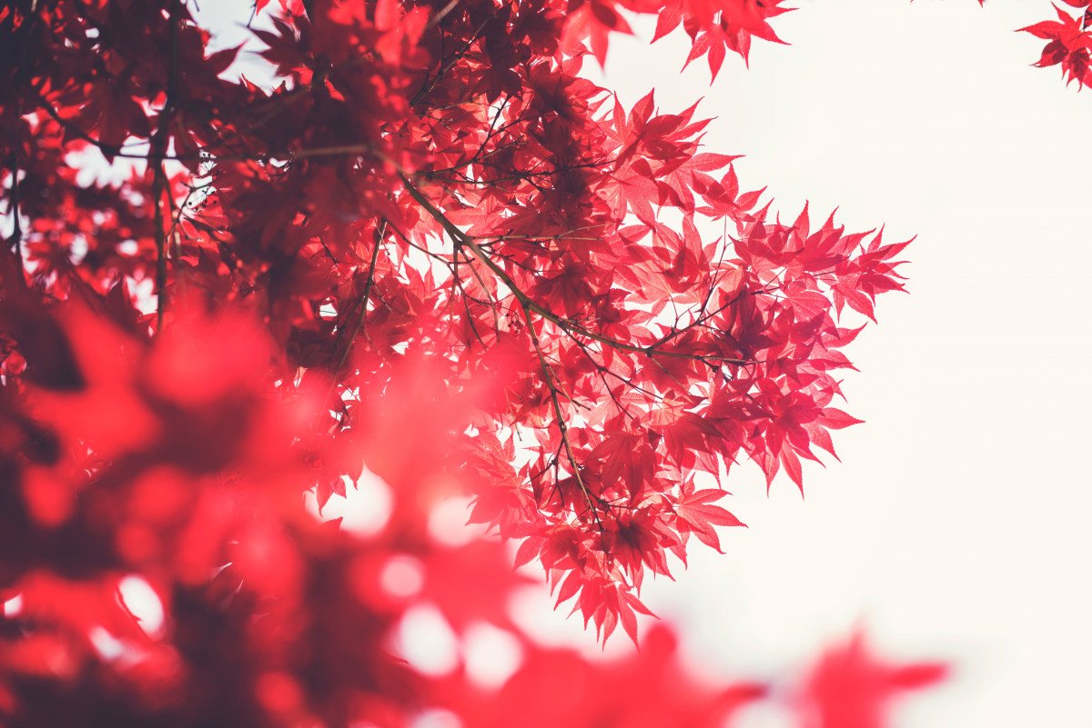 Красный кленовый лист