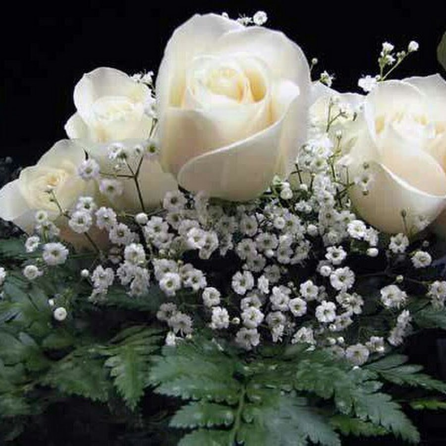 Красивые белые розы переливаются
