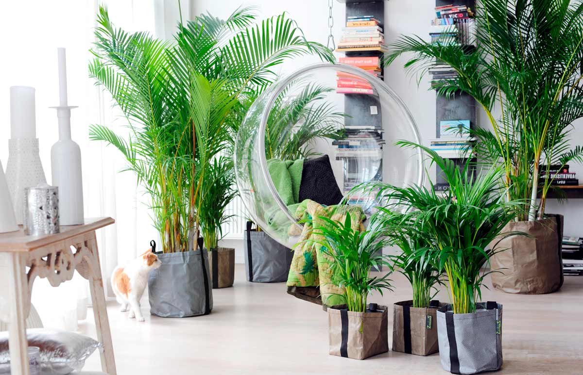 Драцена окаймленная (Dracaena marginata.)