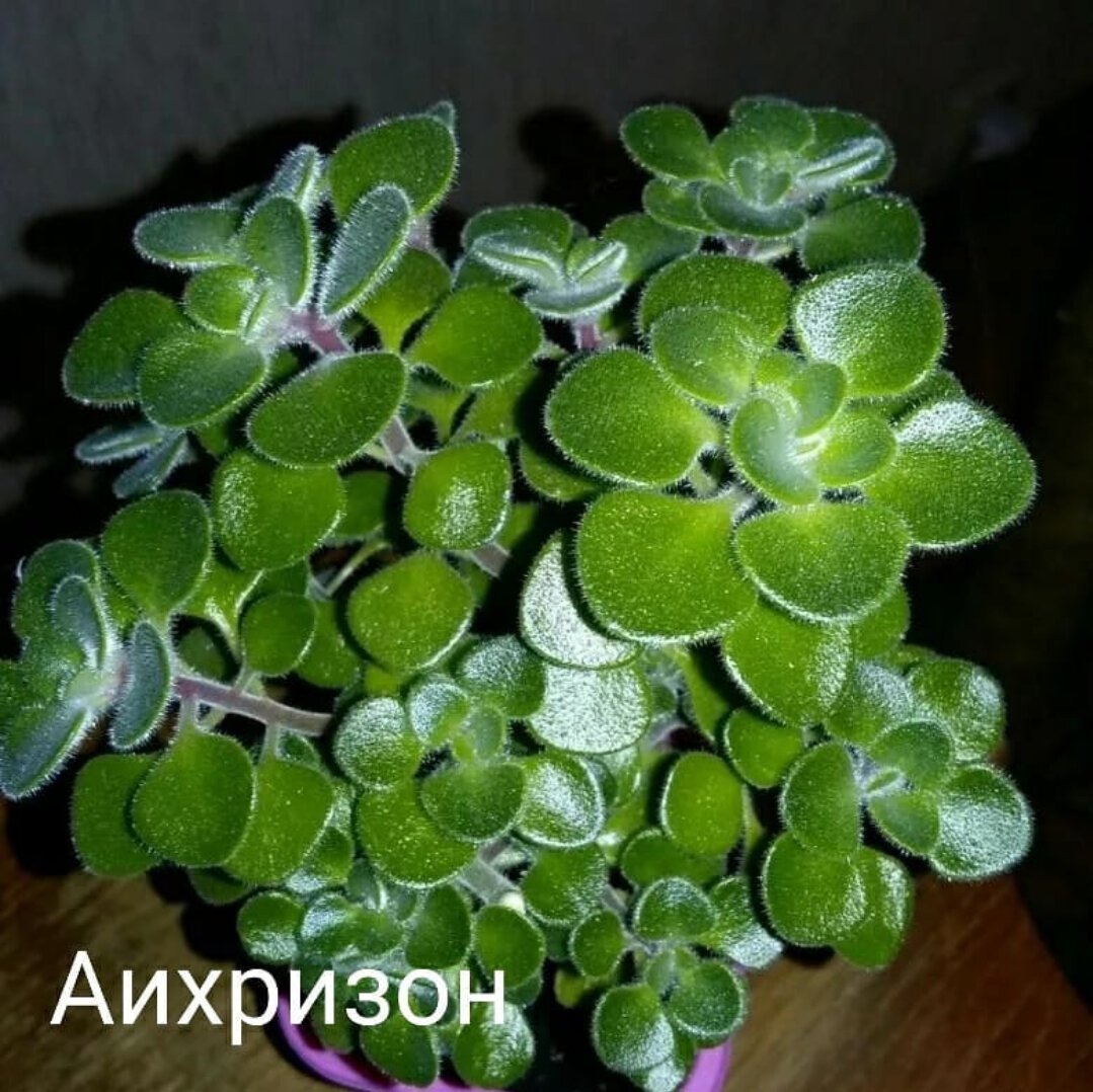 Аихризон бонсай