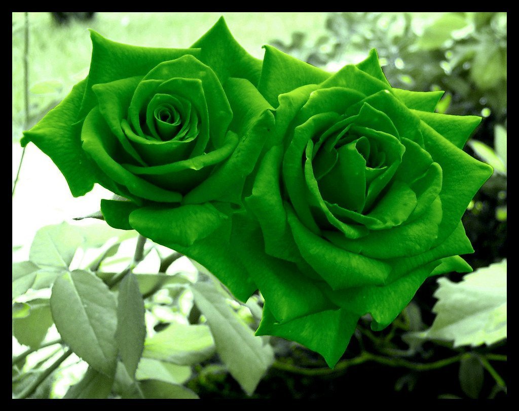 Привет зеленым цветом. E777 зелёные розы.