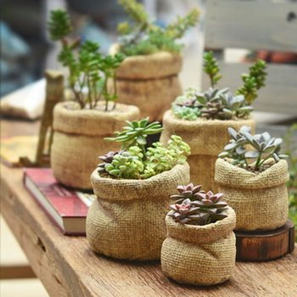 Cactus Pot горшки кактусы Суккуленты