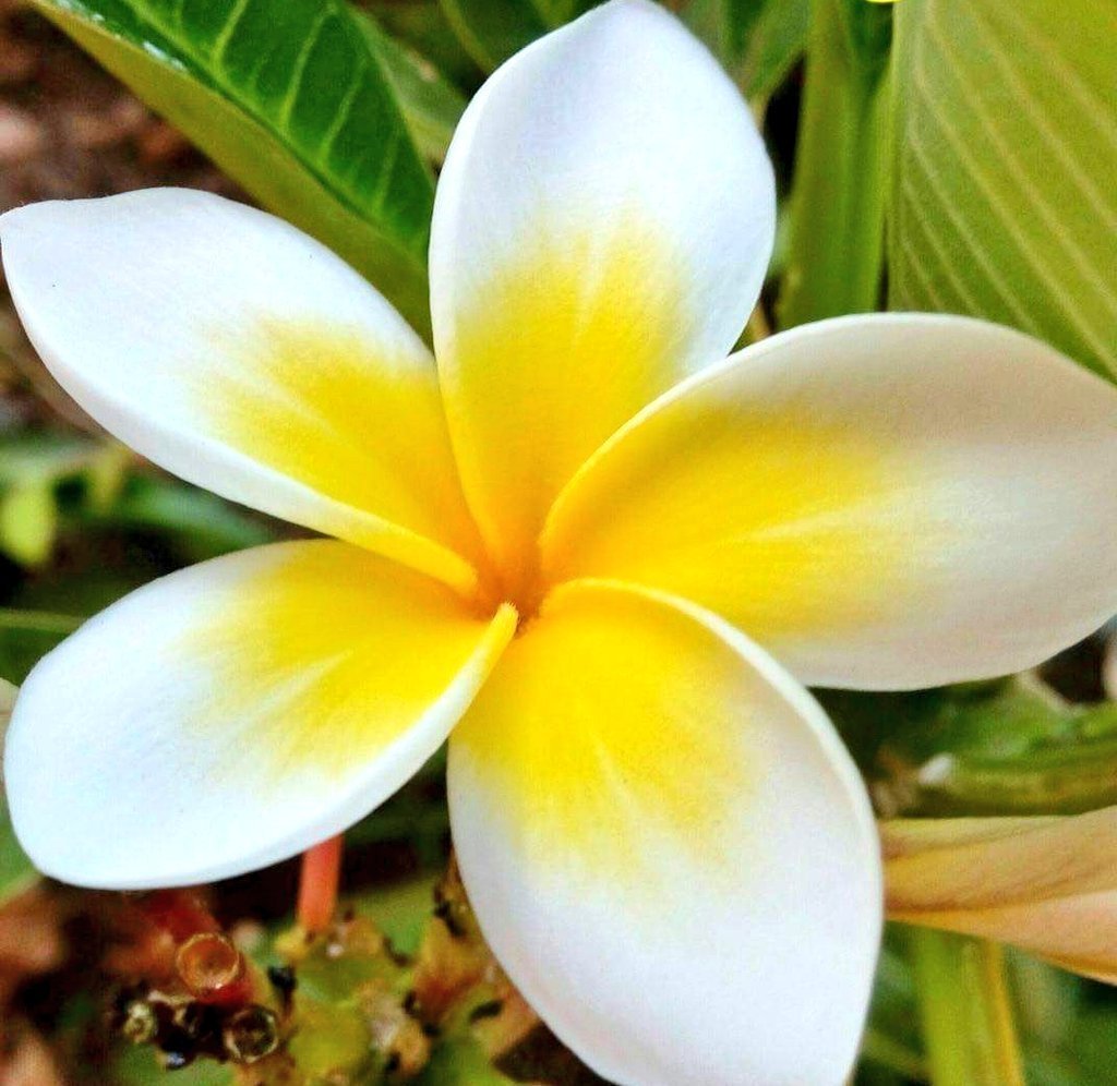 Plumeria rubra King Apricot (Плюмерия)