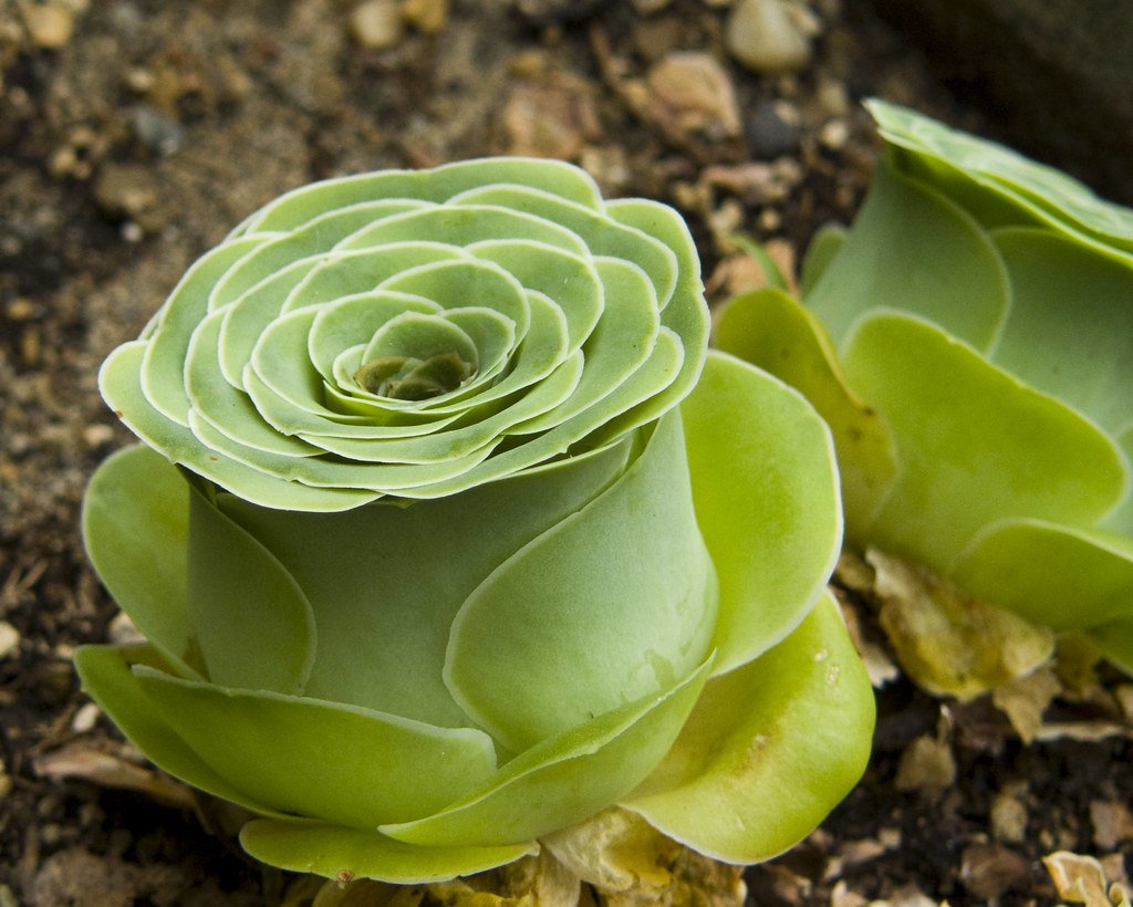 Greenovia dodrantalis