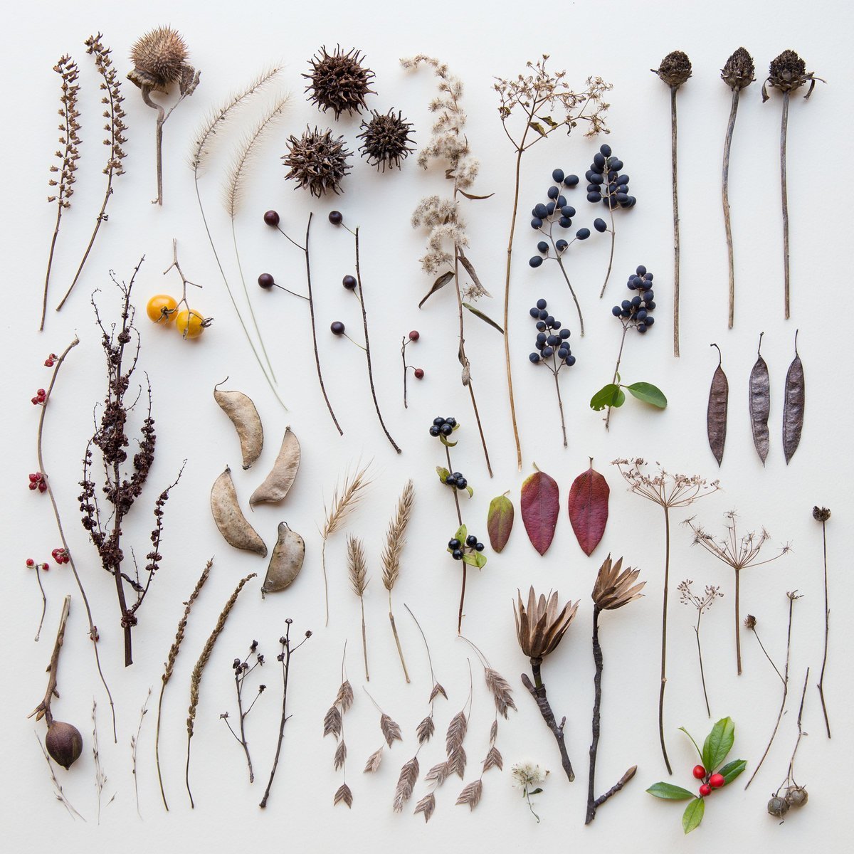 Emily Blincoe