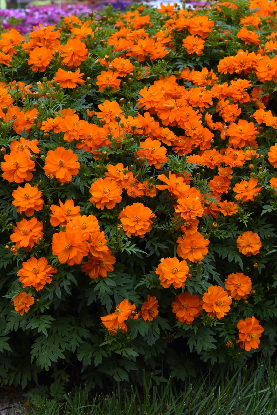 Cosmos sulphureus Mandarin