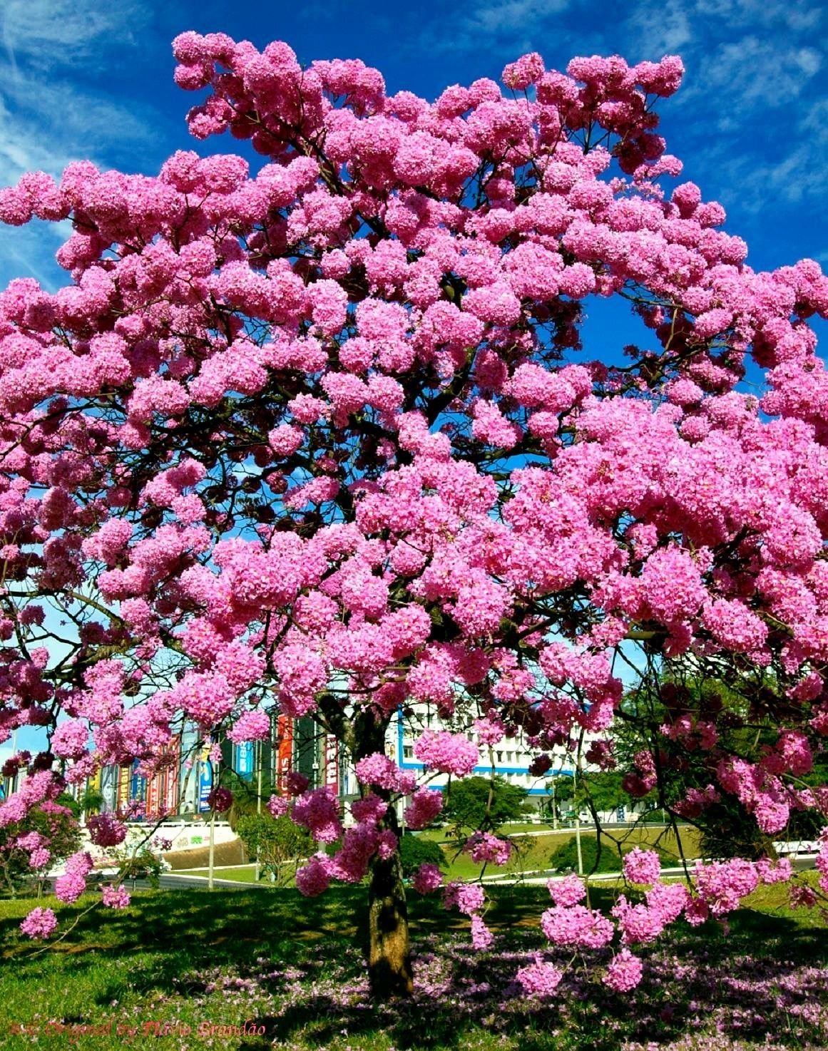 Что цветет розовым цветом деревья. Табебуйя дерево. Табебуйя розовая (Tabebuia rosea). Табебуйя сиреневая. Бразилия цветущее дерево ипе.