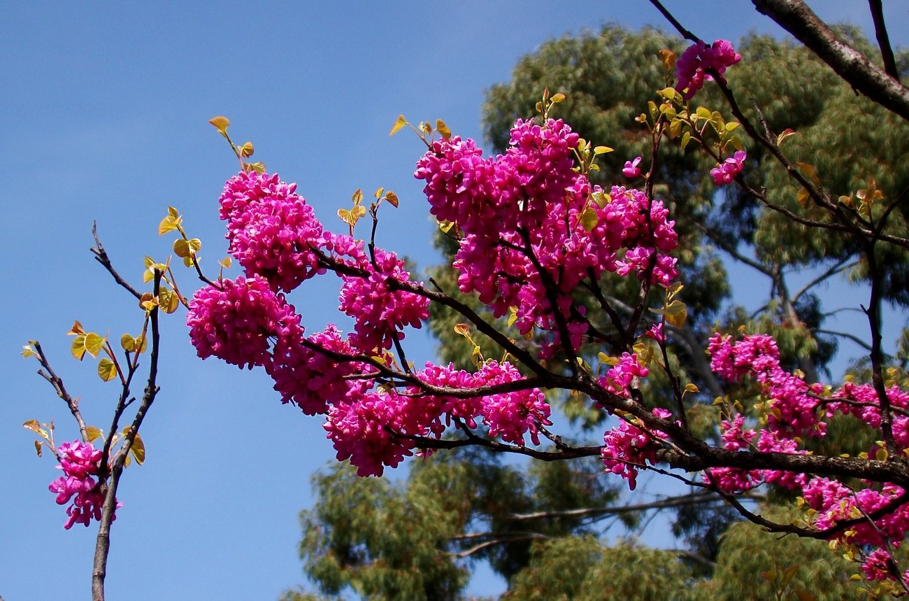 Дерево цветет розовым название. Церцис Иудино дерево в Сочи. Дерево церцис Крымский. Сочи цветет церцис. Церцис Крымский цветение.
