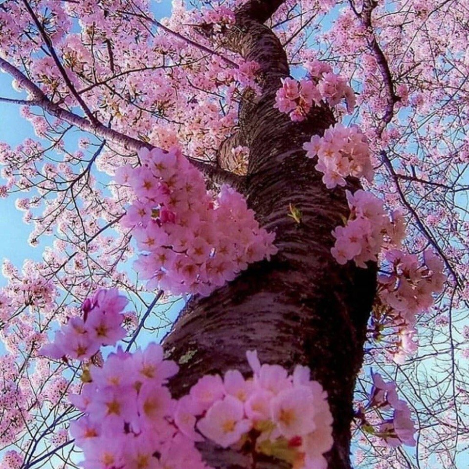 Дерево цветущее розовыми цветами