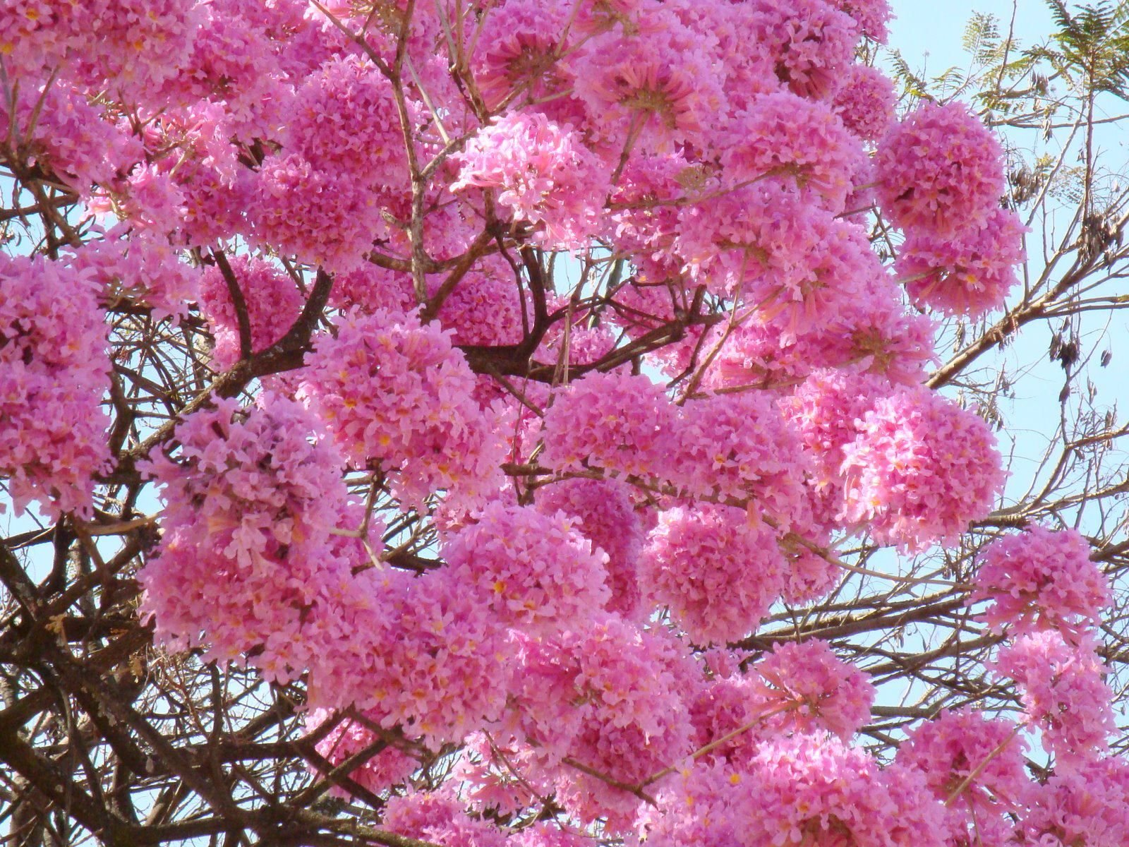 Дерево цветет розовым цветом название. Табебуйя розовая (Tabebuia rosea). Табебуйя сиреневая. Вишня розовоцветущая. Мирт Розовоцветущий.