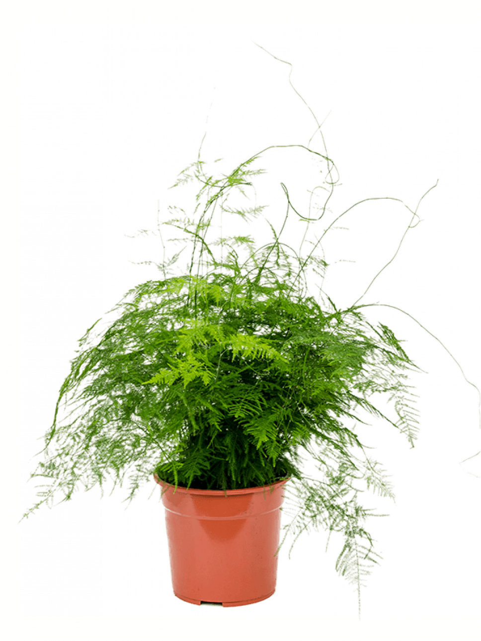 Аспарагус plumosus