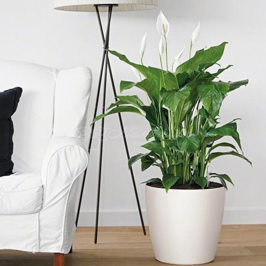 Монстера houseplants