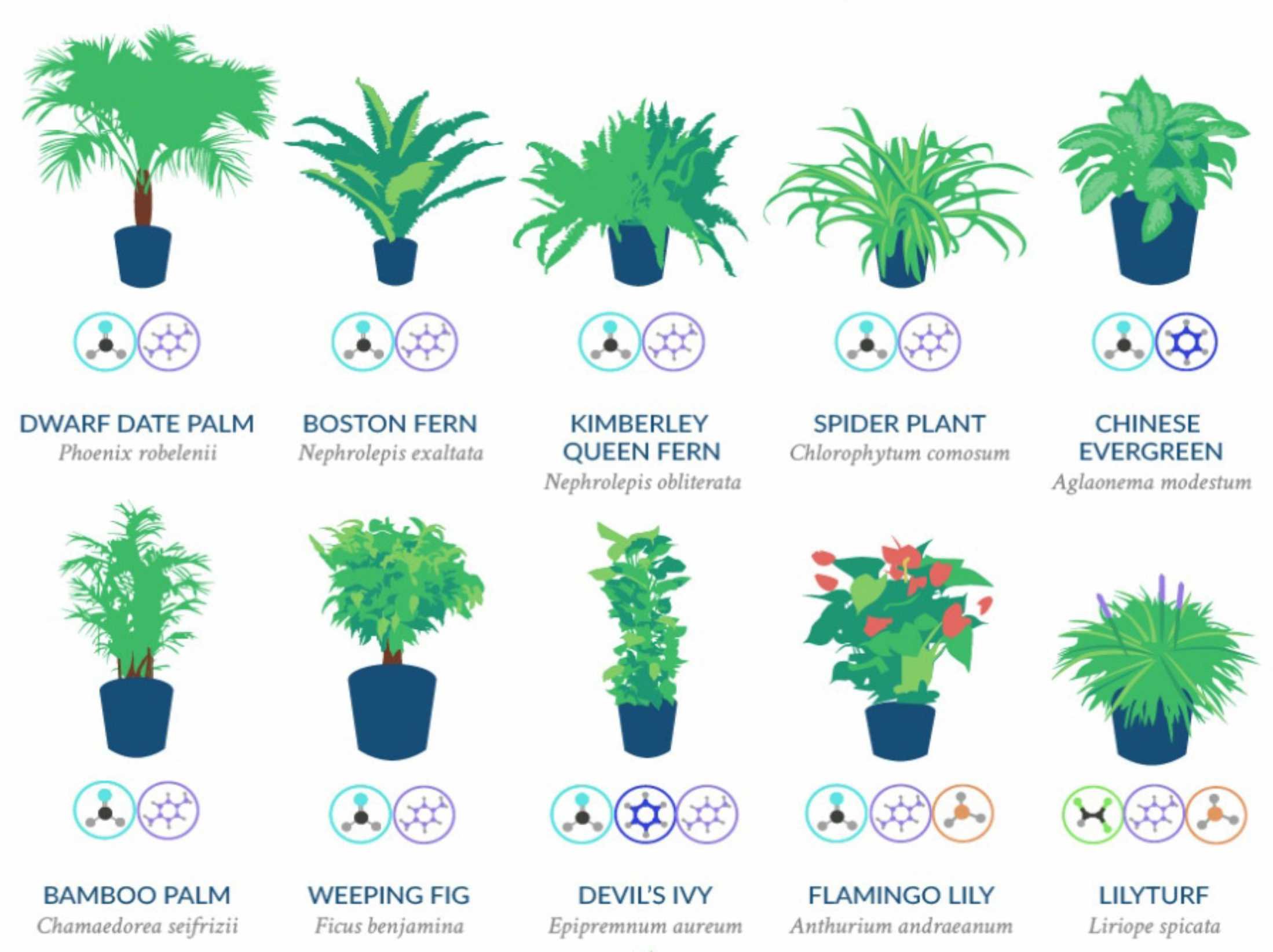 Очищение воздуха растениями