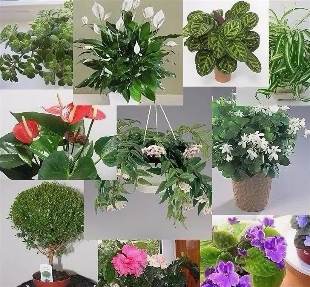 Замиокулькас Замифолия