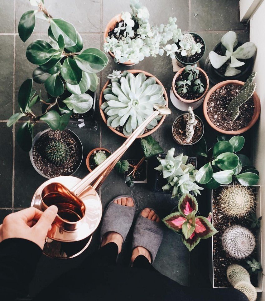 Plant Passport цветок