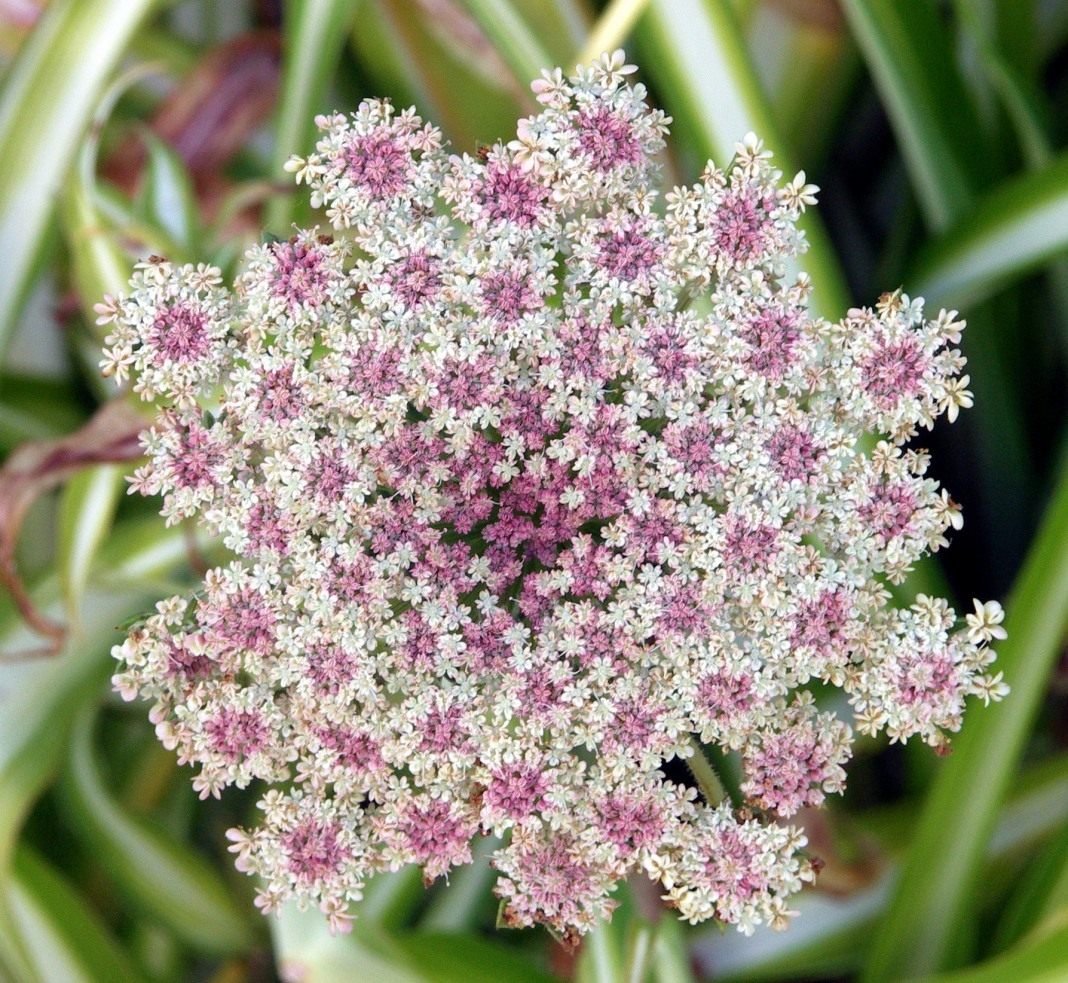 Зонтичные (Umbelliferae(Apiaceae))