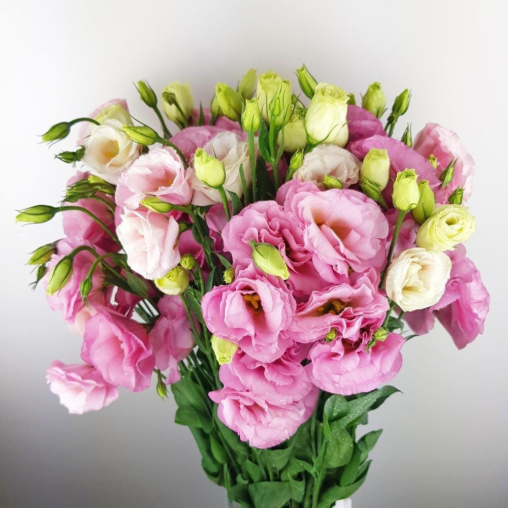 Эустома (Lisianthus)