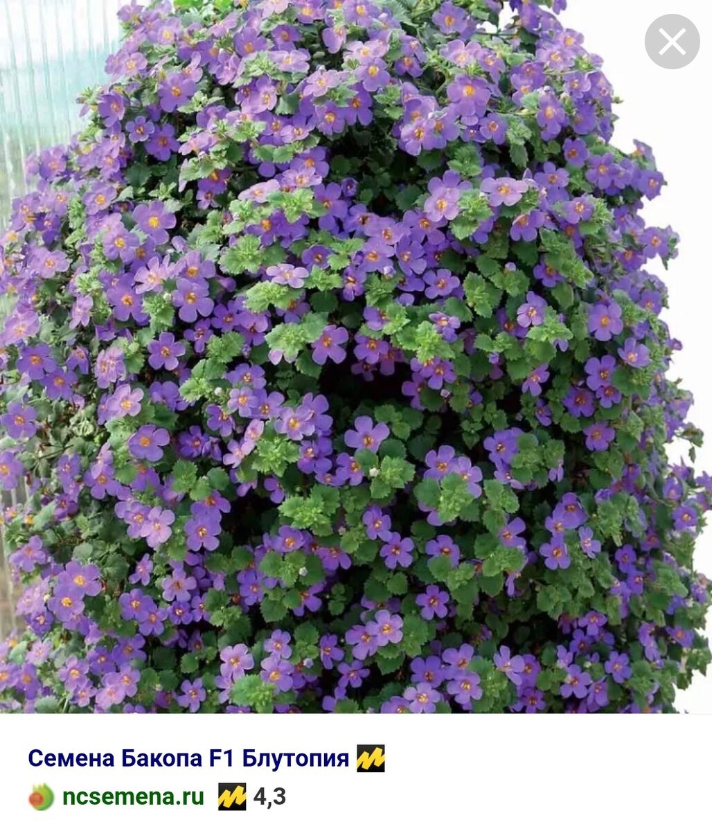 Цветок Лиана дипладения