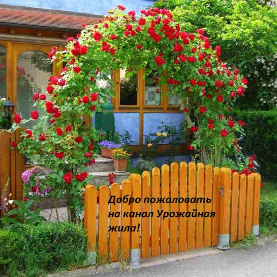 Роза плетистая ФОМОСТА
