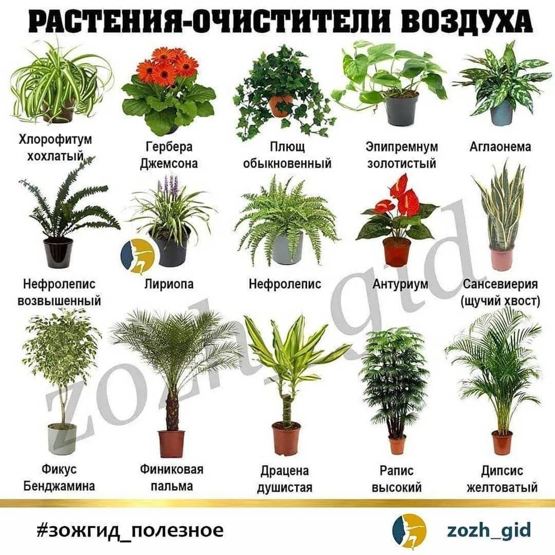 Комнатеые цвета с названтями