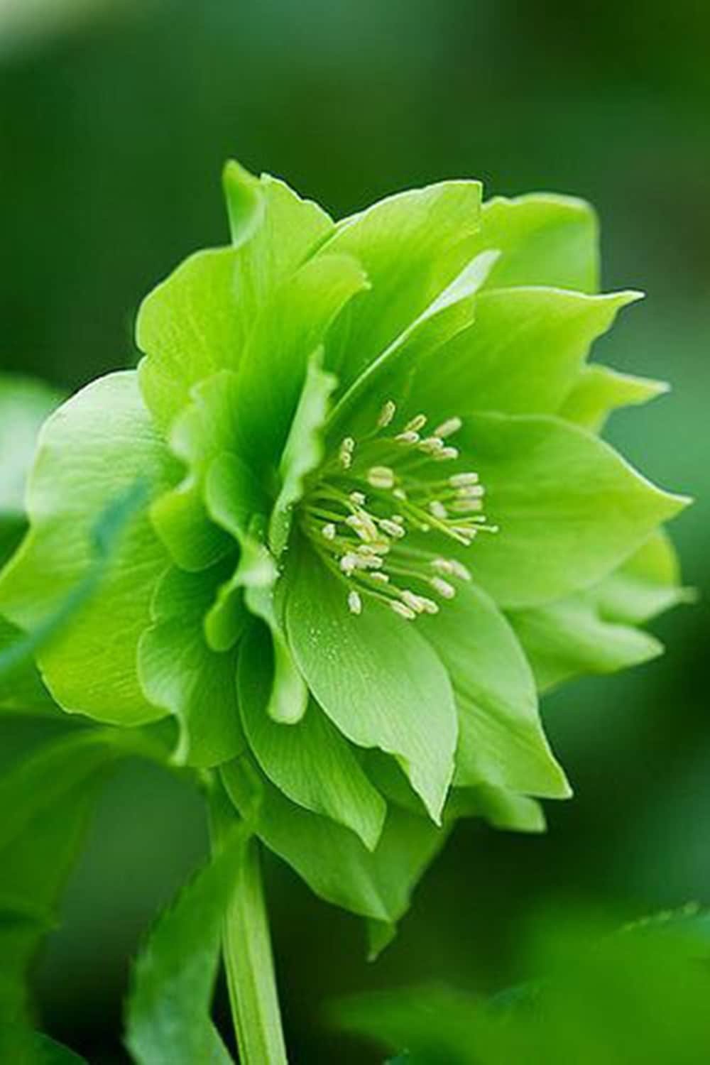Морозник Восточный Double Ellen Green