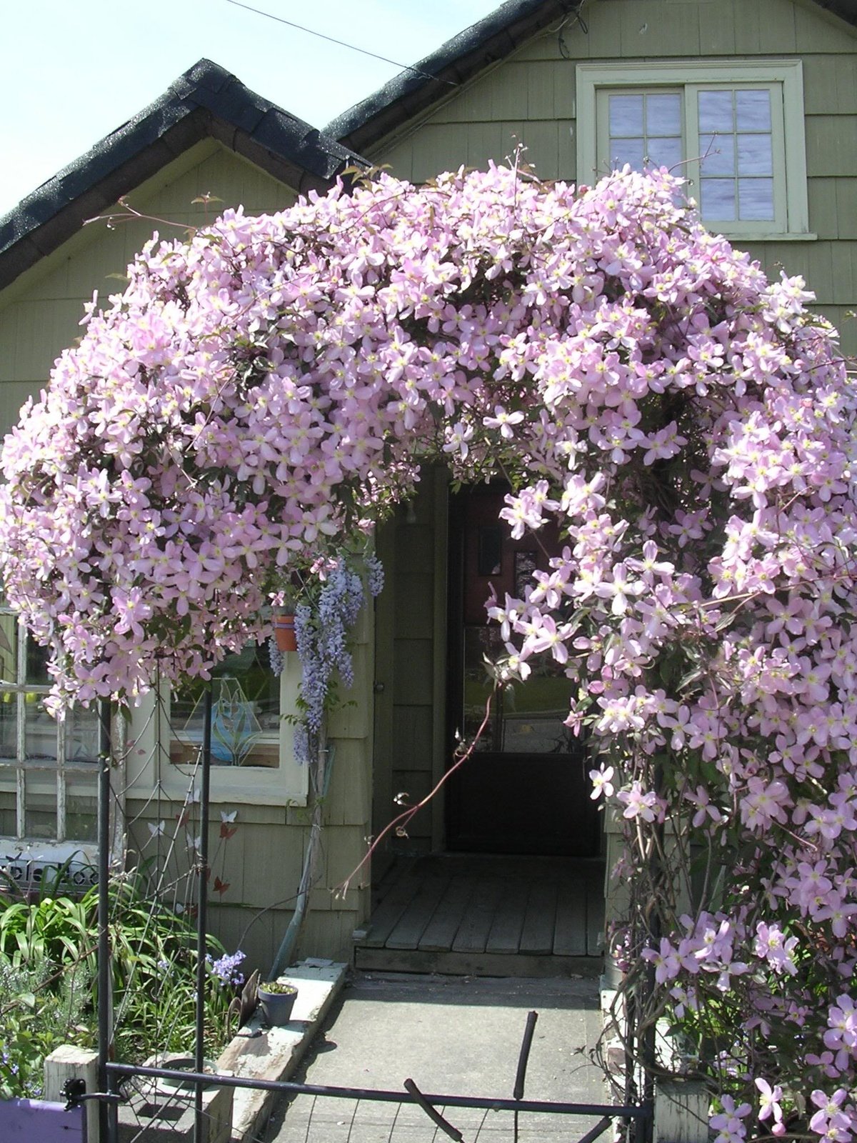 Клематис Лиана