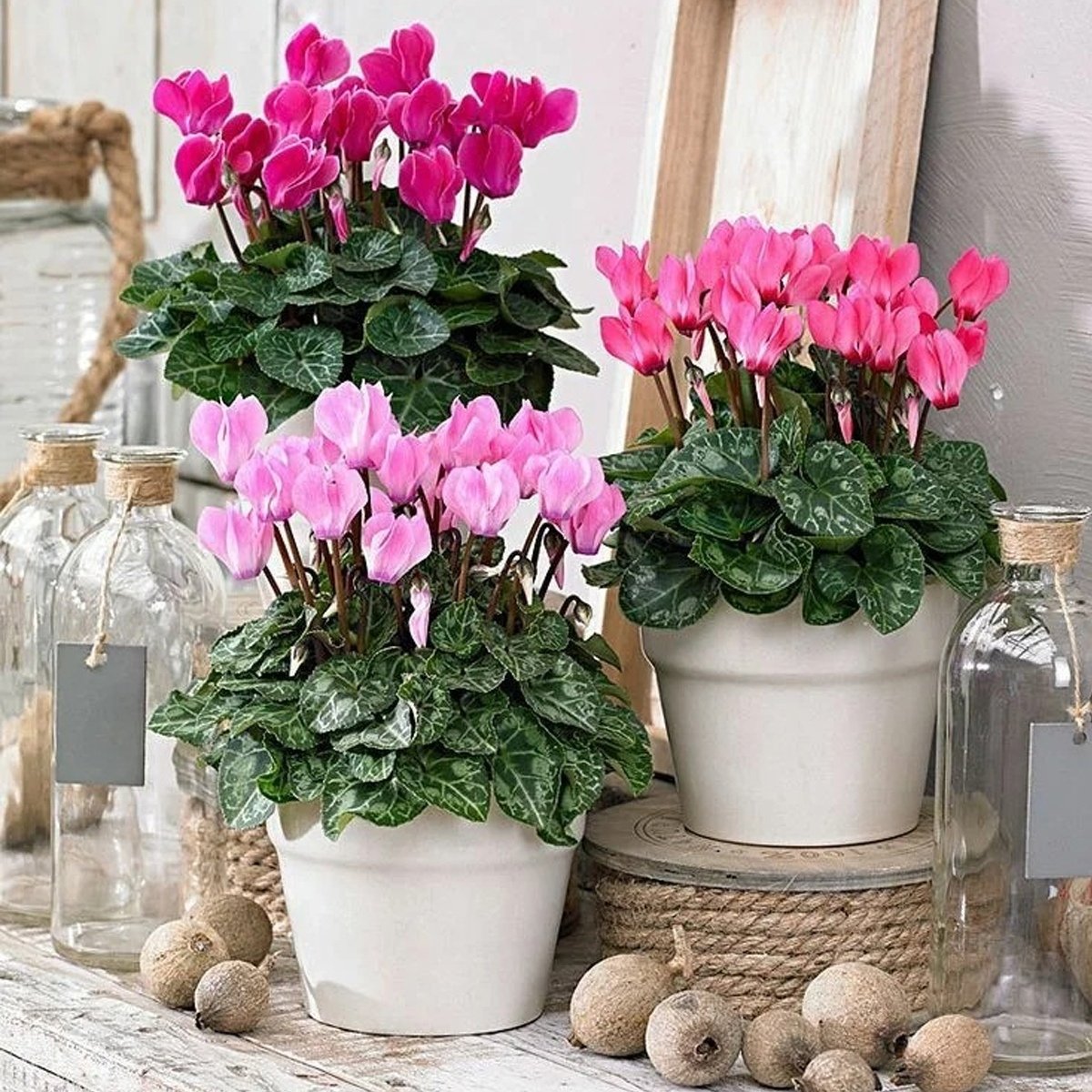 Цикламен цветы цикламен