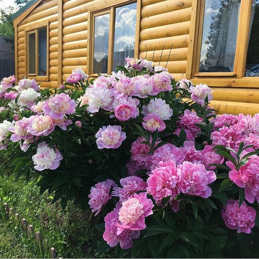 Клумба однолетников георгины бархатцы