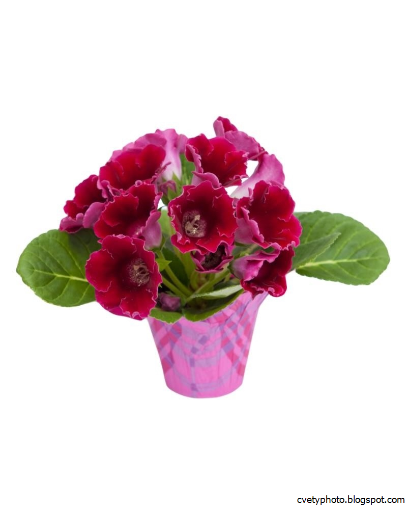 Глоксиния примула