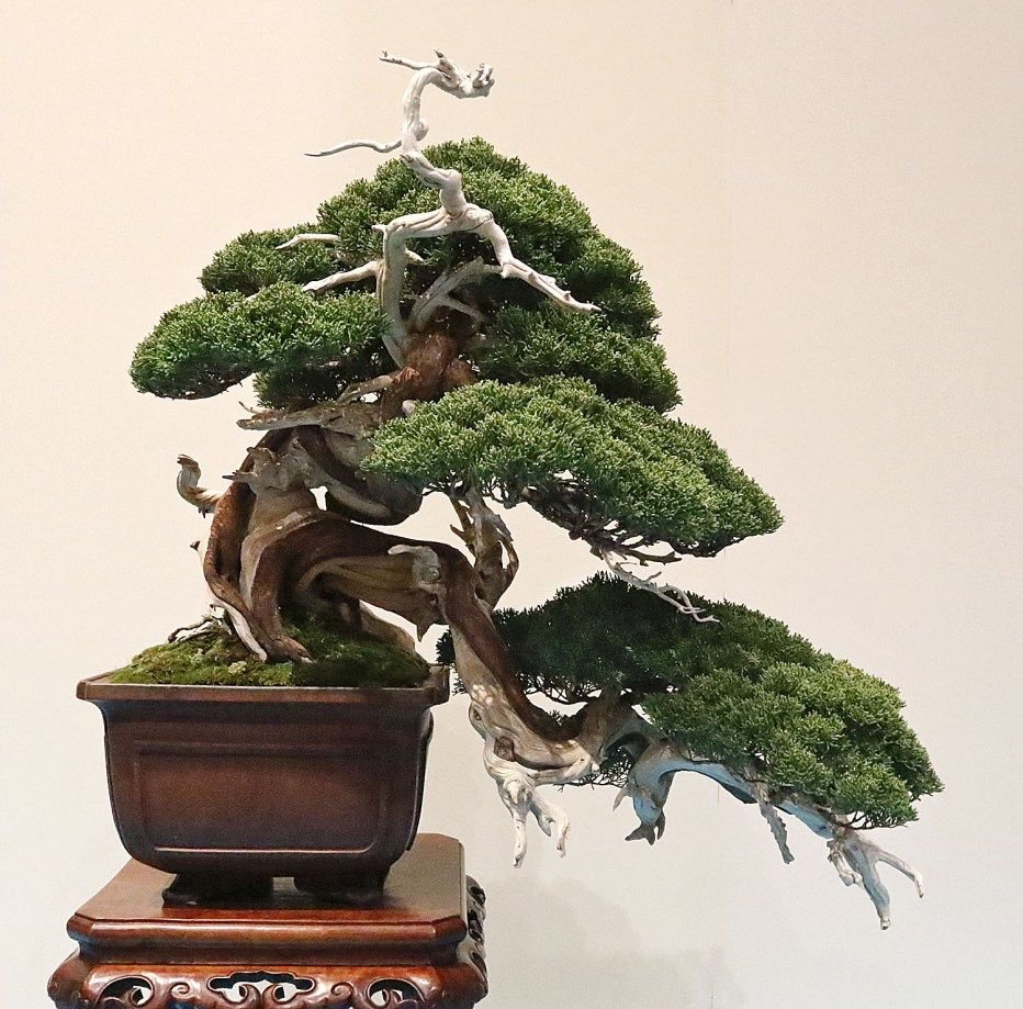 Juniperus chinensis 'Shimpaku'