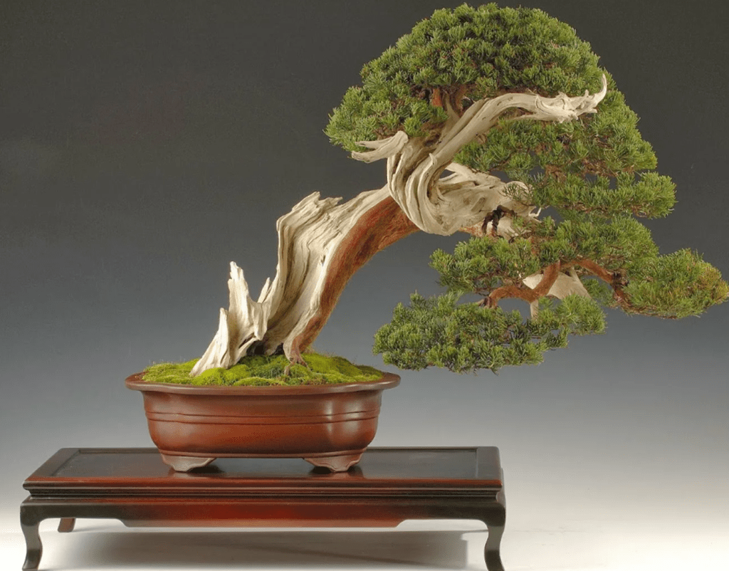Bonsai Beringin