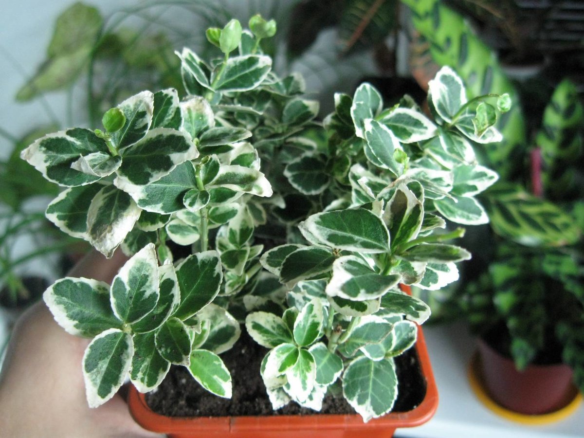 Aglaonema commutatum Treubii
