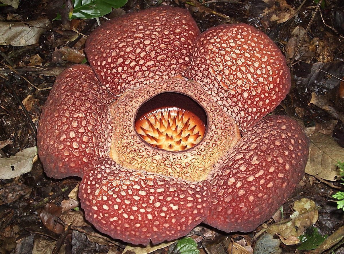 Алиссум морской (Lobularia maritima)