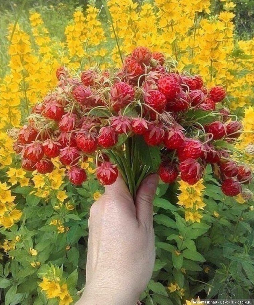 Запах лета