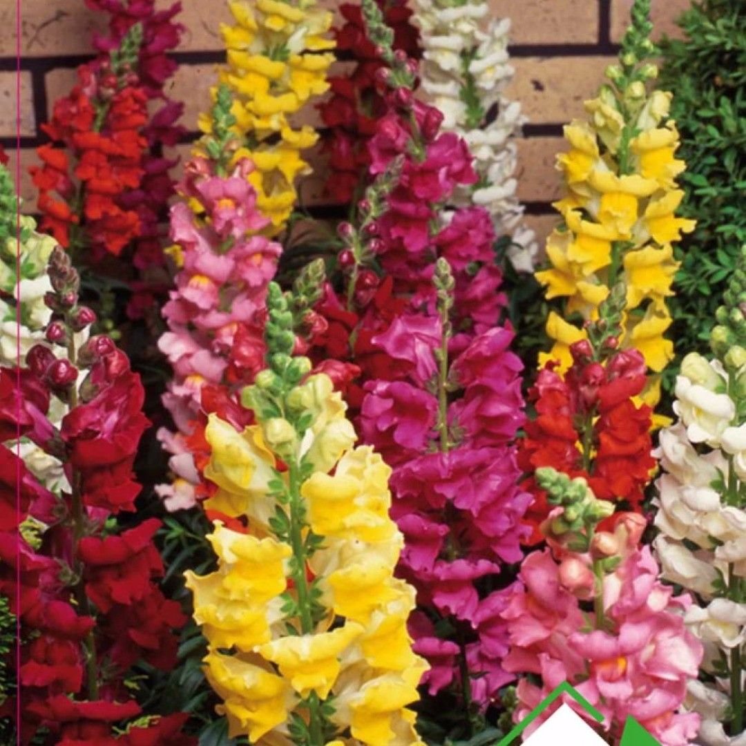 Antirrhinum majus Snaptini Mix