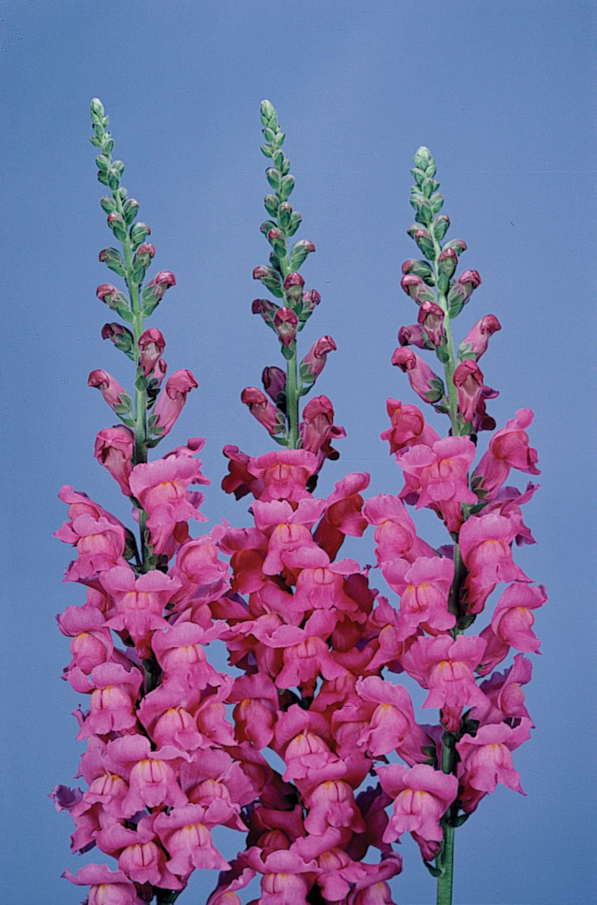 Антирринум / Antirrhinum