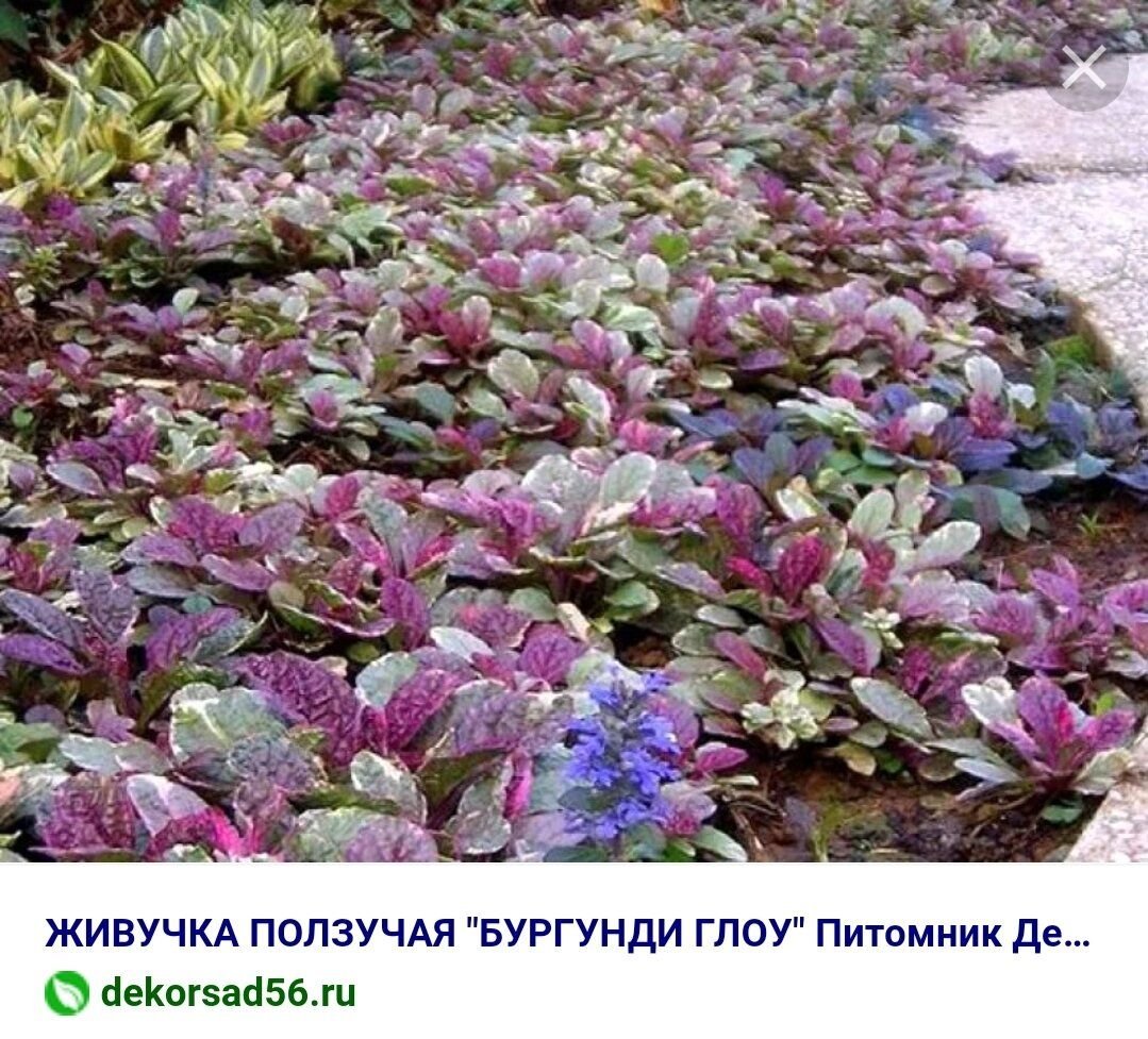 Живучка Блуберри