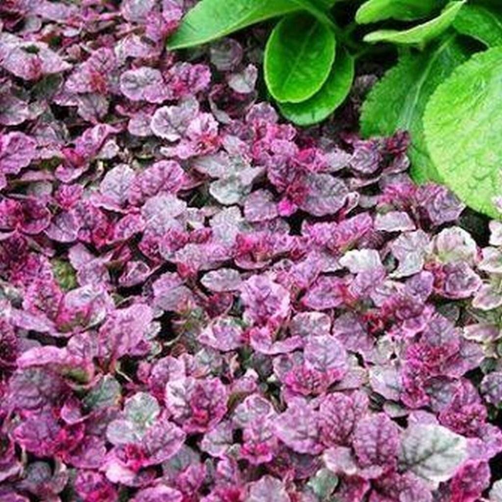 Живучка ползучая 'бургунди Глоу' Ajuga reptans 'Burgundy Glow'