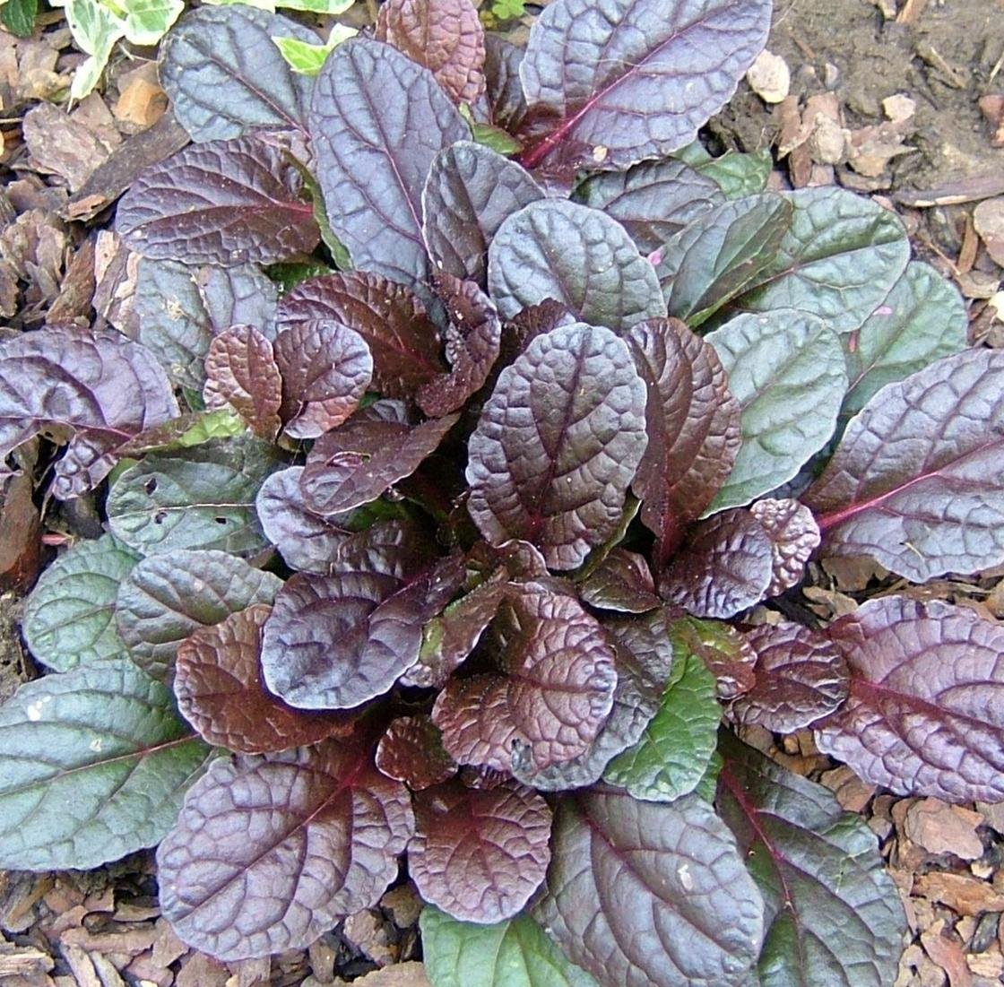 Живучка ползучая (Ajuga reptans)