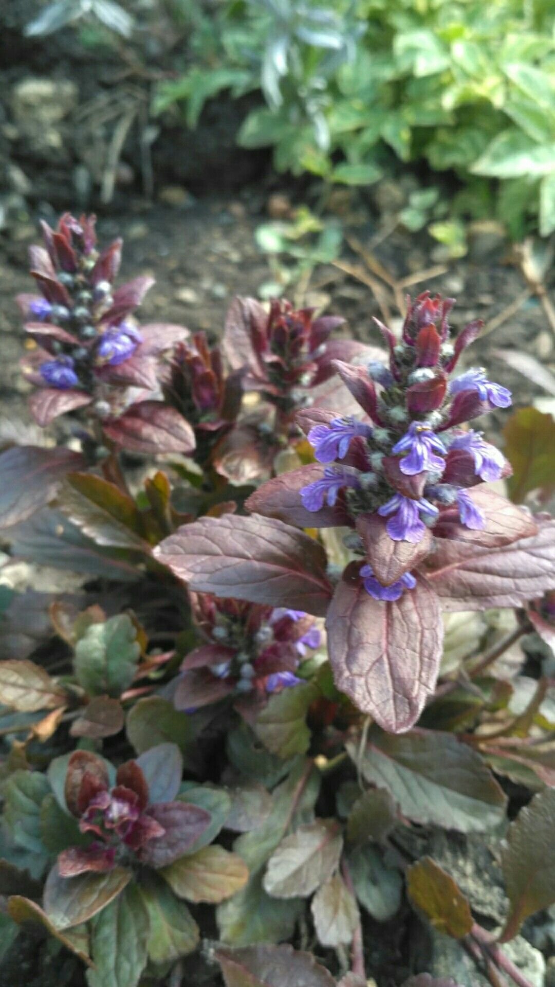 Живучка ползучая (Ajuga reptans)