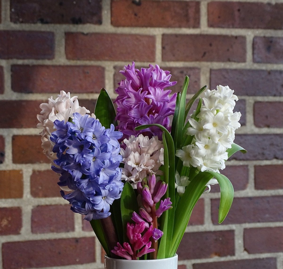 Гиацинт Hyacinthus Mix