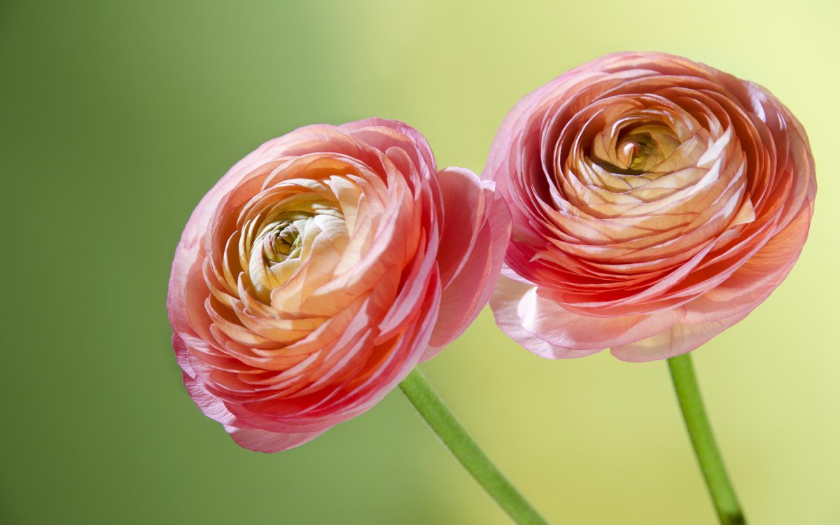 Лютики (Ranunculus repens, r. Acer),