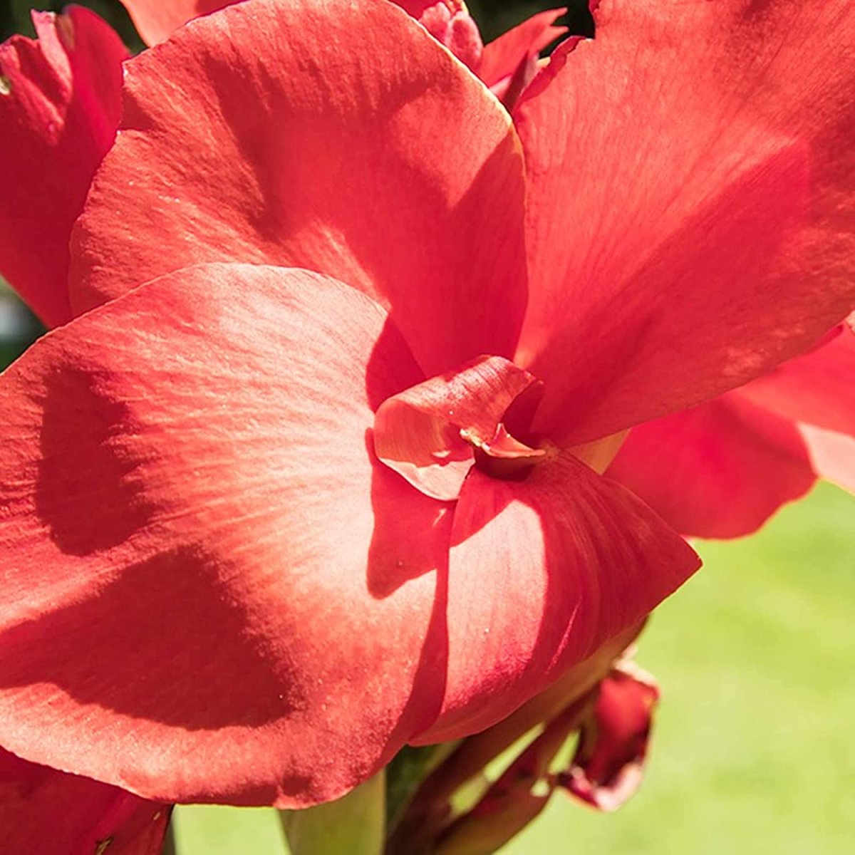 Canna Indica цветок