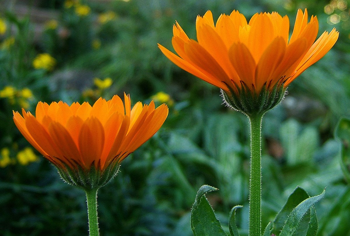 Календула Полевая (Calendula arvensis)